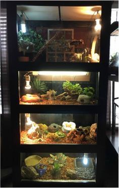 an aquarium with plants and rocks in it