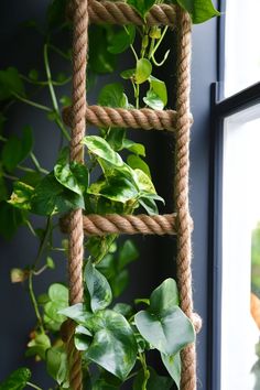 a plant hanging from a rope next to a window