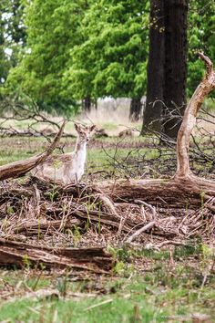 deer in Richmond Park