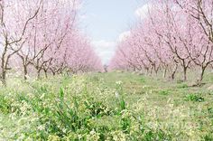 a field full of pink flowers with trees in the background