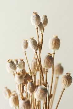 a vase filled with white flowers on top of a table