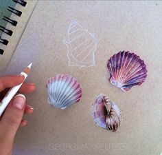 someone is drawing seashells on a piece of paper