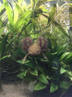 a spider crawling in the middle of some plants