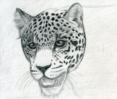 a pencil drawing of a leopard's face