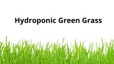 green grass with the words hydroponic green grass