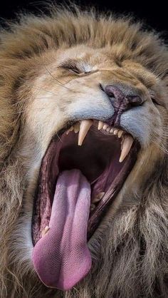 a close up of a lion's mouth with its tongue out and it's teeth showing