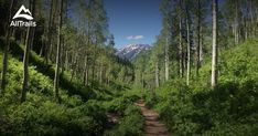 a dirt path in the middle of a forest with mountains in the distance and trees on both sides