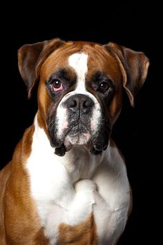 a brown and white dog sitting in front of a black background