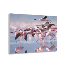 Made to seem like your photos or art is printed on a glass surface, these acrylic photo prints never fail to dazzle. Your images are second-surface printed directly on a 1/4" acrylic panel for a stunning result. Each acrylic print comes ready to hang and floats 1.5" off the wall.  .: Image appears embedded in glass .: Stunning image quality .: Depth of 0.75 inches (1.9cm) .: Second-surface printing directly on ¼" Acrylic .: Ready to hang and floats 1.5" off the wall .: Rounded corners .: Assembl Realistic Flamingo Art Photoframe, Flamingo Art Photoframe, Flamingo Room, Acrylic Photo Prints, Room Painting, Acrylic Photo, Room Paint, Photo Prints, Winter Landscape