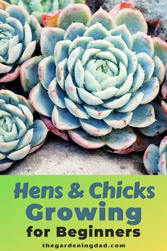 the cover of hens and chicks growing for beginners, with succulents in