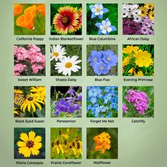 the different types of flowers are shown in this poster, which shows them all different colors