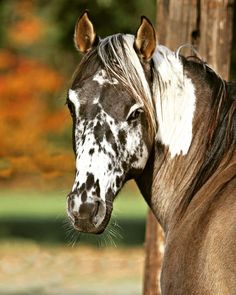 a brown and white horse standing next to a wooden pole with trees in the background