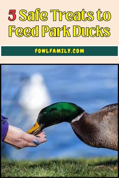 5 Safe Treats to Feed Park Ducks What To Feed Ducks, Duck Species, Duck Breeds, Park Rangers, Cherry Apple, Fast Food Items, Wild Duck, Packaged Snacks