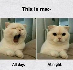 two pictures of a white cat yawning with caption that reads, this is me - all day at night