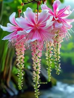 pink and white flowers are hanging from a branch in front of green leaves on the water