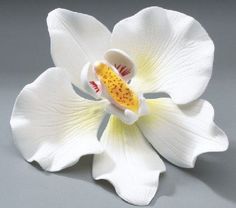 a white flower with yellow stamens on a gray background