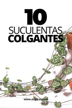 an orange vase filled with green plants on top of a white table next to the words 10 succulentas colgantes