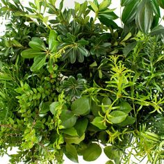 a bunch of green plants that are on a white surface with some leaves in the middle