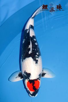 a black and white koi fish swimming in blue water