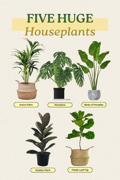 five houseplants are shown in different pots with the words, five huge houseplants