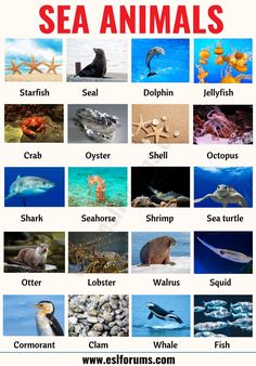 sea animals and their names are shown in this poster