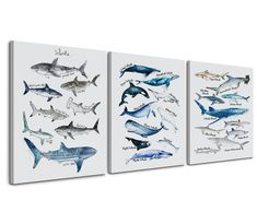 three canvases with different types of sharks on them