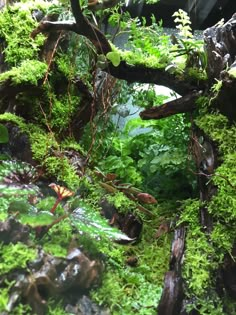 an aquarium filled with lots of green plants and algae growing on the side of it