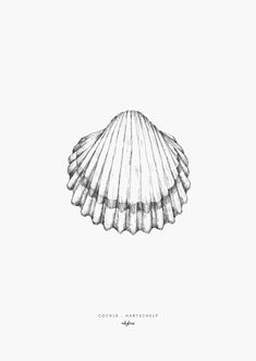 an ink drawing of a scallop shell