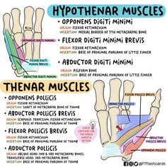 the different types of human muscles and their functions in each part of the body, including bones