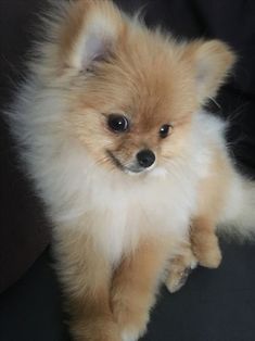 a small brown and white dog standing on its hind legs