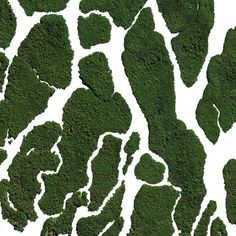 an aerial view of green moss growing on the ground