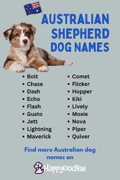 an australian shepherd dog names poster with the words, find more australian dogs on it