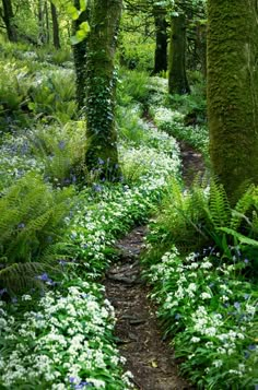 a path in the middle of a forest with lots of trees and flowers on it