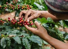 two hands picking coffee beans from a tree in the forest, with leaves and berries around them