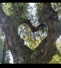 an image of a heart shaped tree in the woods