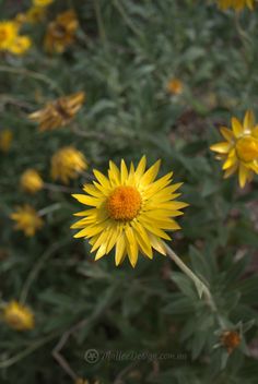 a close up of a yellow flower near many other flowers