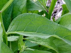 a close up view of the leaves of a plant