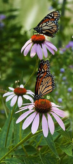 three butterflies sitting on top of purple flowers