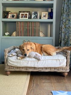 a brown dog laying on top of a bed in front of a book shelf filled with books