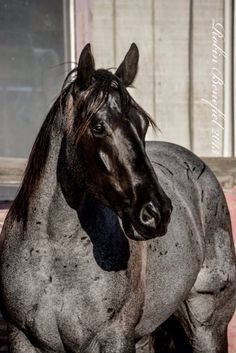 a black horse standing in front of a window with it's head turned to the side