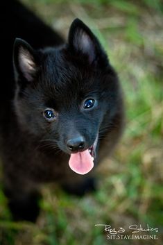 a small black dog with its tongue hanging out