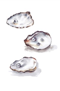 three oysters on a white background with watercolor paint and ink drawing style illustration