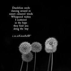 three dandelion seeds with a quote about dancing around in the sundered winds