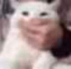 a blurry photo of a cat's face