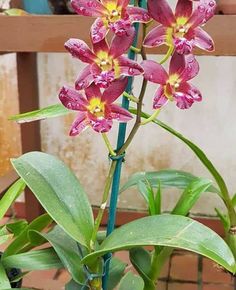 a pink flower with yellow stamens and green leaves