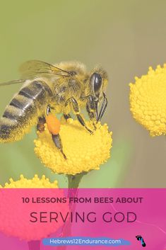 a bee sitting on top of a flower with the words 10 lessons from bees about serving god