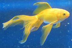 a yellow fish swimming in an aquarium