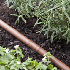 a garden hose laying in the dirt next to plants