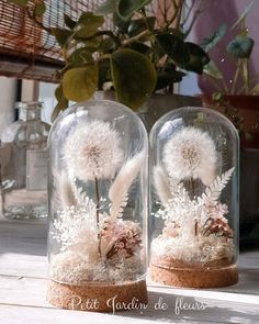 two glass domes with dandelions in them