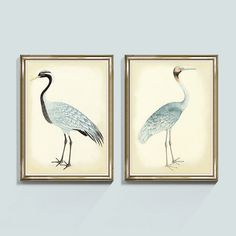 two framed paintings of birds are hanging on the wall